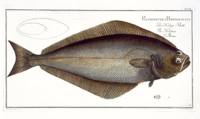 Halibut (Pleuronectes Hippoglossus) plate XLVII from 